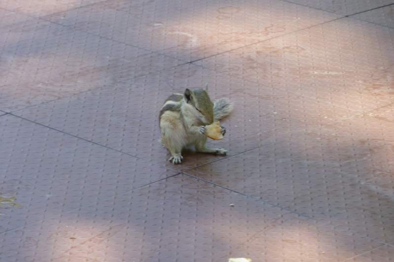 India & Nepal 2011 - 1277